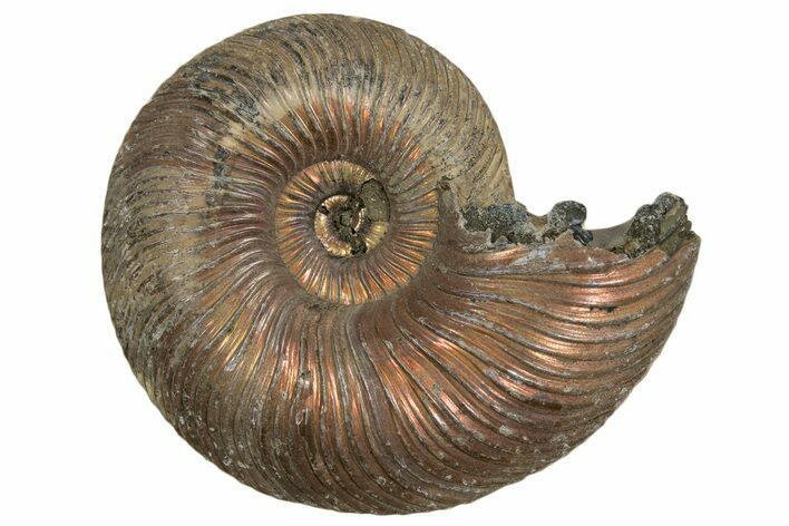 Iridescent, Pyritized Ammonite (Quenstedticeras) Fossil - Russia #337322
